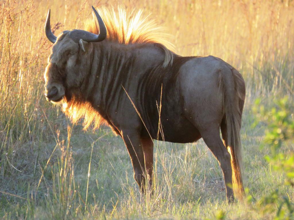 Dawsons Game Lodge Badplaas Ngoại thất bức ảnh